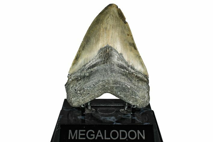 Serrated, Fossil Megalodon Tooth - North Carolina #343391